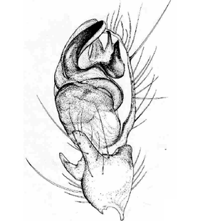 species