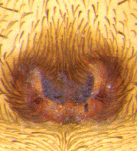 speciesimage