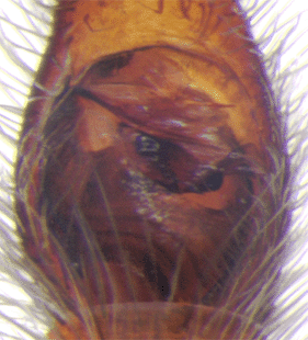 speciesimage