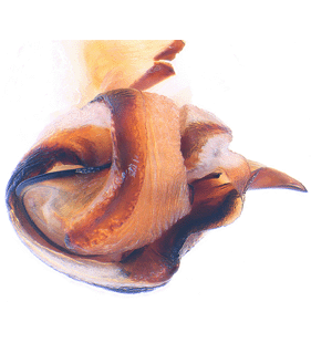 species