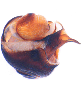 species
