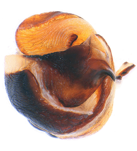 species