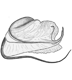 species