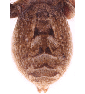 species