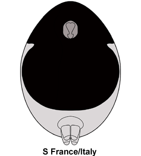species