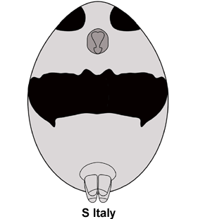 species