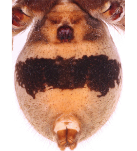 species