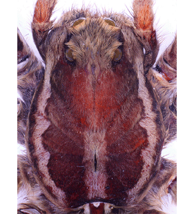 species