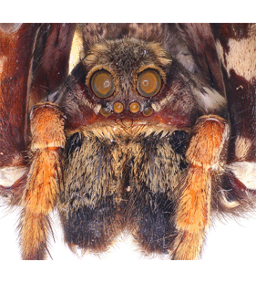 species