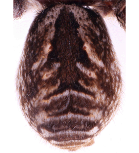 species