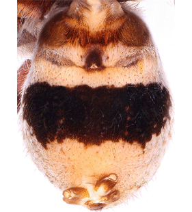 species