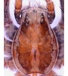 species