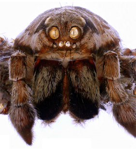 species