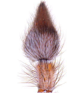 species