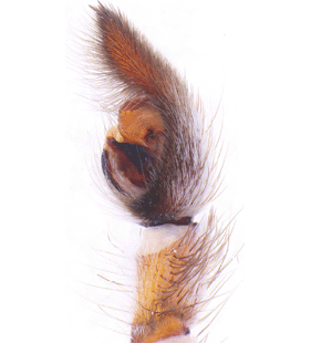 species