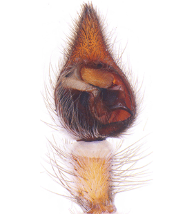 species