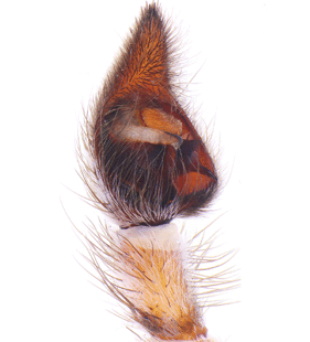 species