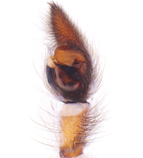 species