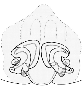 species