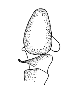 species