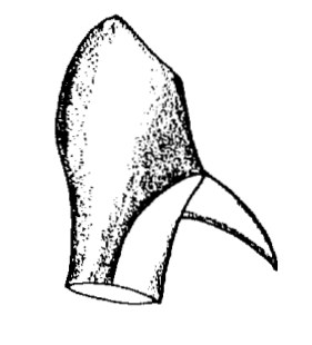 species