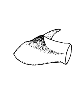 species