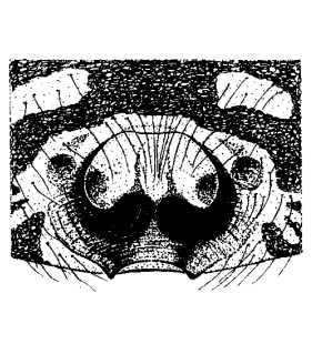 species