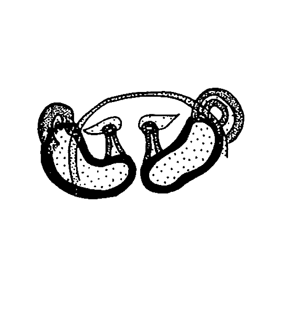 species