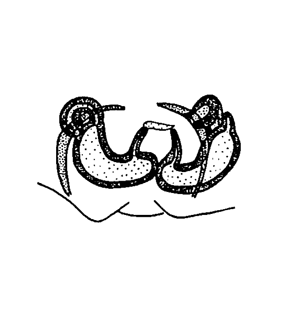 species