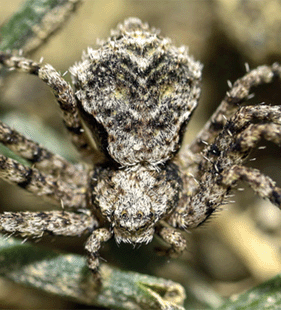 species