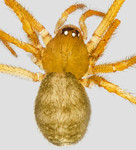 species