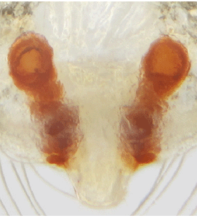 species