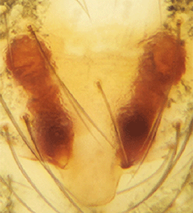 species
