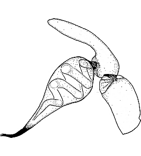 species