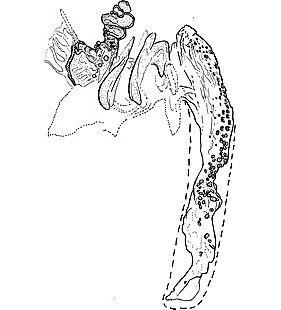 species