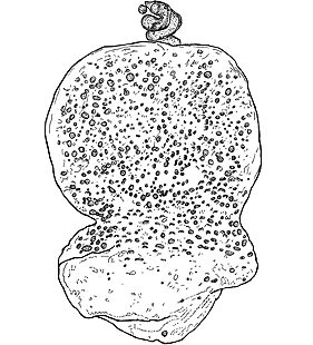 species