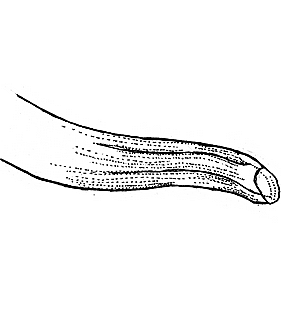 species