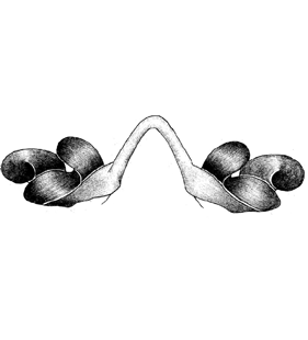 speciesimage
