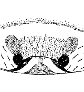 speciesimage