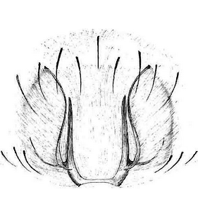 species