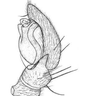 species