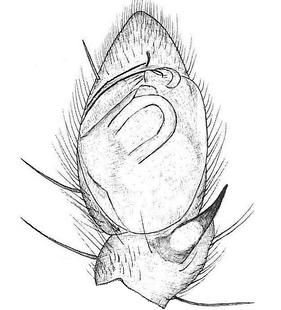 species