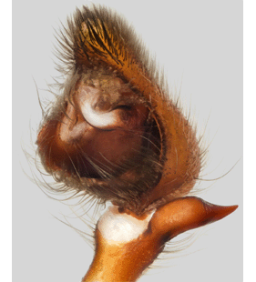 species