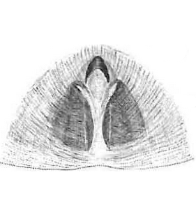 species