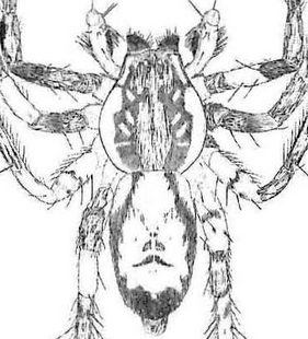 species