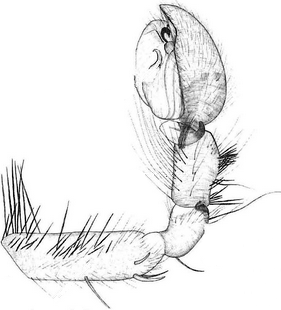 species
