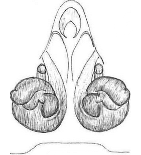 species