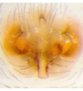 species