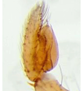 species
