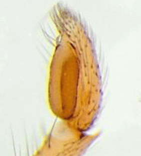species